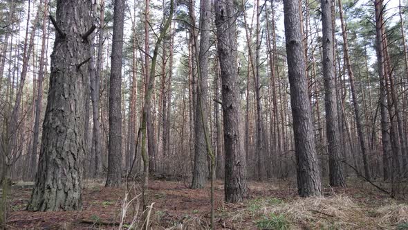 Trees in a Pine Forest During the Day Aerial View