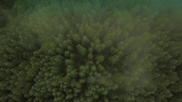 Mystic and Foggy Drone Flight Over the Rainforest in Mountain