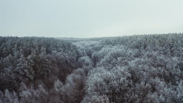 Snowy Forest in Winter