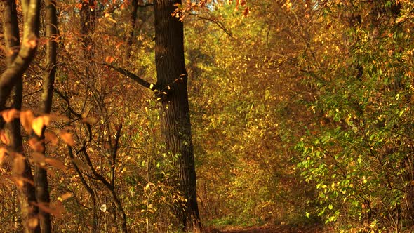 Autumn Landscape of Sunny Autumn Park