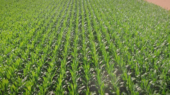 Green corn field at springtime