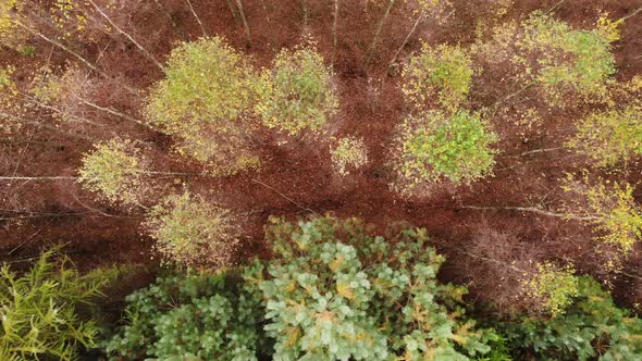 Autumn Birch Forest. Aerial View.