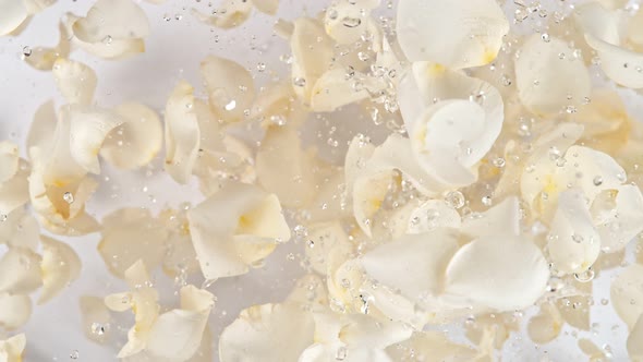 Super Slow Motion Shot of Flying White Rose Petals and Water Drops on White Background at 1000 Fps