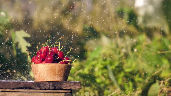 Drops of Water Fall on the Red Berries of Ripe Cherries in a Wooden Bowl in the Garden
