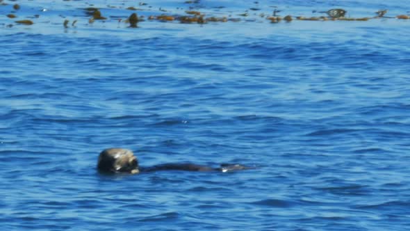 long shot of a sea otter feeding in monterey bay