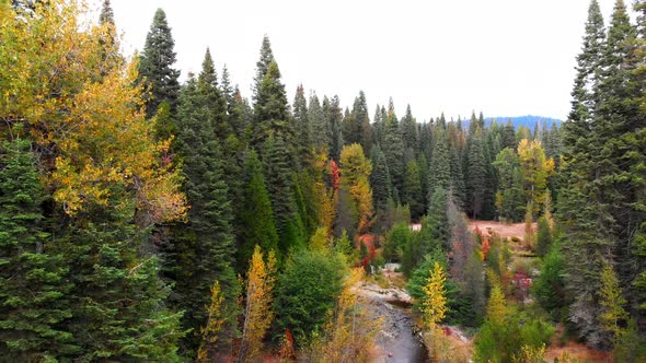 Low-level aerial shot flying through a forest with autumn colors and creek flowing in the background