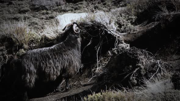 Black Sheep with Horns on a Hillside in Patagonia, Argentina.