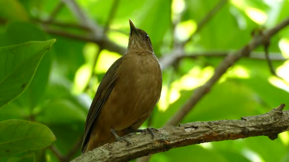 Close-up of clay-colored robin, Gamboa Rainforest Reserve, Panama