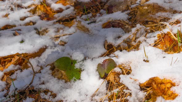 The snow melts in the spring, time-lapse