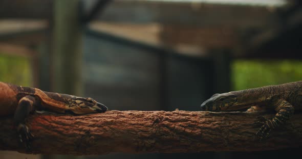 Two lace monitor lizards moving towards each other, on a tree branch.