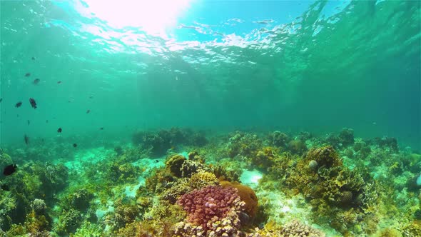 Coral Reef with Fish Underwater