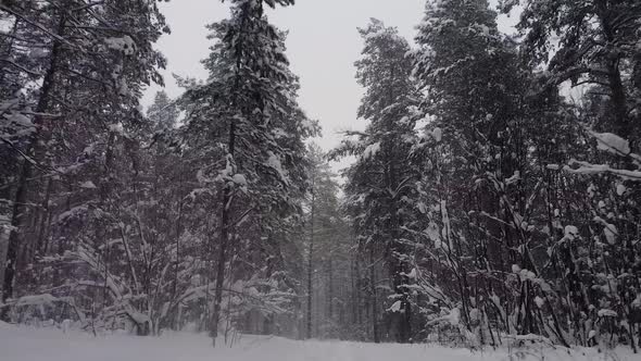 Fly out of the winter forest