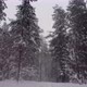 Fly out of the winter forest - VideoHive Item for Sale