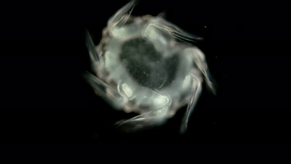 Zooplankton and Plankton of the Black Sea. The Larva of the Ctenophore of the Genus Mnemiopsis alt