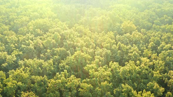 Drone Shot of Green Woodland