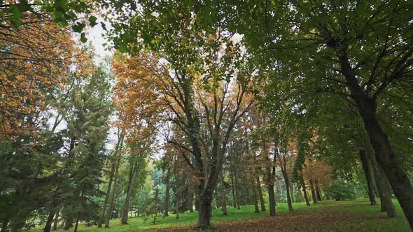 Beautiful view of green and yellow trees in a bright sunny day.