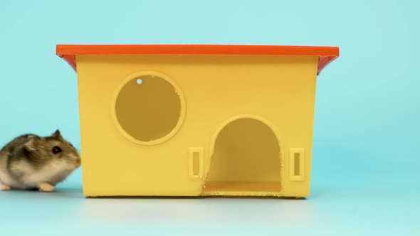 Closeup of a small funny miniature jungar hamster sitting at small yellow plastic rat house.