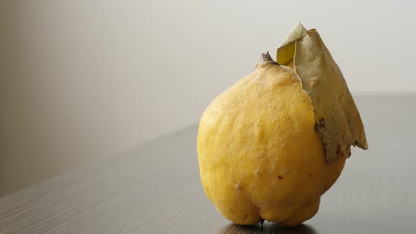 Close-up of organic  quince fruit slow tilt 4K 2160p 30fps UltraHD footage - Cydonium malum on the t