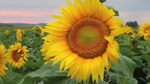 Sunflower Field During Sunset Tilt Up Camera Amazing Beautiful Background