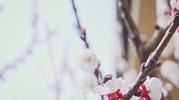 Bee flies from a blossom to another one, slow motion