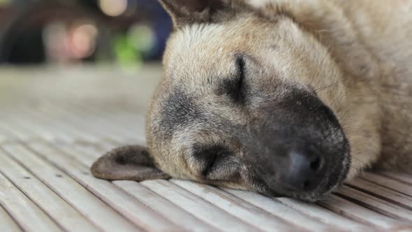 A flea crawling through the fur on a sleeping dog's head - close up
