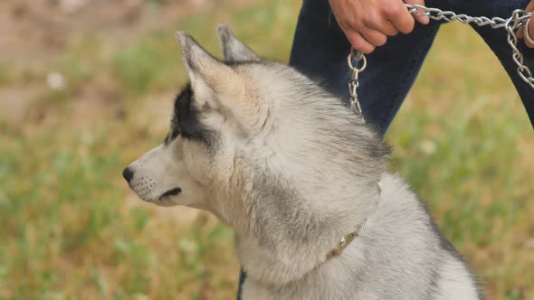 A Dog of the Husky Breed Sits Near Its Owner