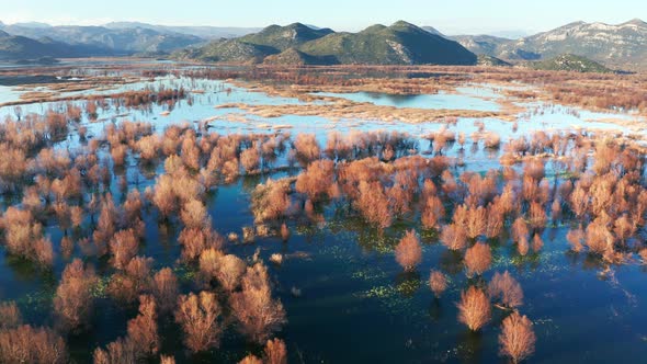 Bare trees in blue water of a swamp in winter. Yellow, brown and orange forest on a floodplain