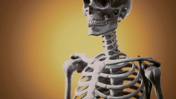 Full Human Skeleton Standing