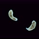 Worm Porfirievia Sp. Under the Microscope. Families Protomonotresidae, Endemic - VideoHive Item for Sale