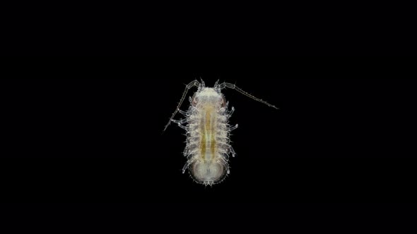 Crustacea Isopoda of Janiridae family under microscope, Malacostraca Class