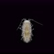 Crustacea Isopoda of Janiridae family under microscope, Malacostraca Class - VideoHive Item for Sale