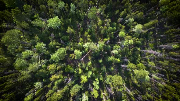 Drone circling on top of a dense green forest.