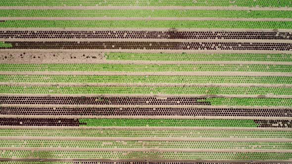 Aerial view of lettuce agriculture in Correze, France.