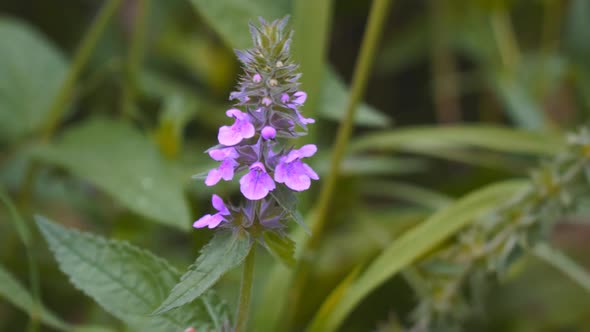 Plant Used in Folk Medicine Stachys Palustris in a Meadow Closeup