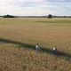 Girl with a Guy Riding a Bike Along a Wheat Field - VideoHive Item for Sale