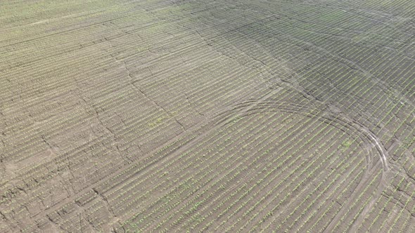 Agricultural field with sweet corn Zea mays 4K aerial video