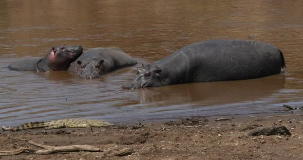 Hippopotamus, hippopotamus amphibius, Nile Crocodile, Group standing in River