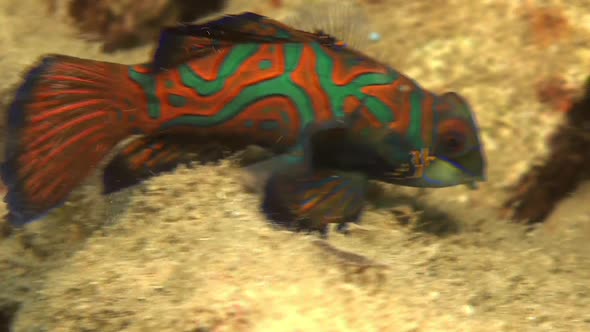 Mandarin fish (Synchiropus splendidus) feeding super close up