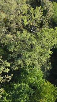 Aerial View of Trees in the Forest