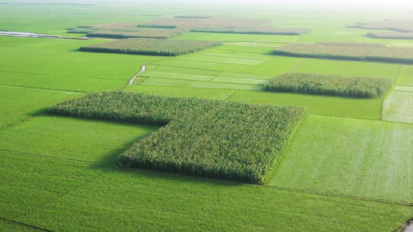 Aerial view of agricultural field in Sapahar, Rajshahi state, Bangladesh.