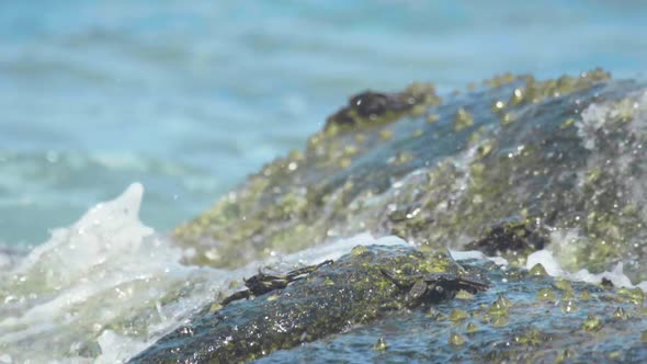 Crabs on the Rock at the Beach