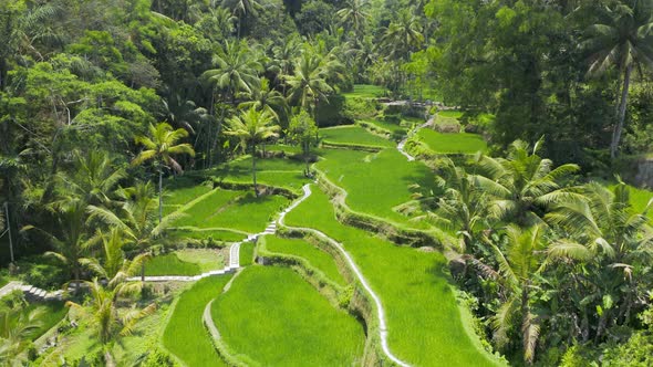 Aerial view of Balinese Rice Terraces