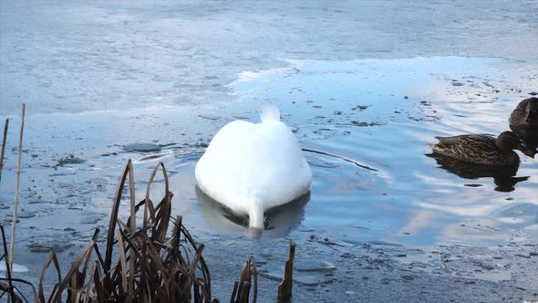 White swan (Cygnus olor) on the lake in winter. The biggest flying birds