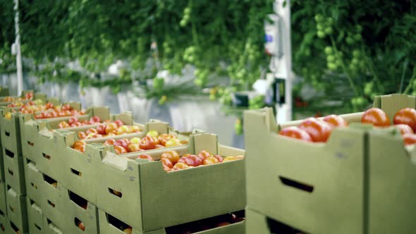 Boxes with Tomatoes Are Getting Transported in the Greenery