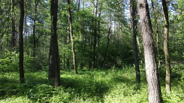 Beautiful Green Forest on a Summer Day Slow Motion