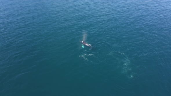 Humpback Whales in the Ocean