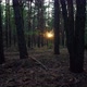 Walking through pine forest in evening against background of setting sun. - VideoHive Item for Sale