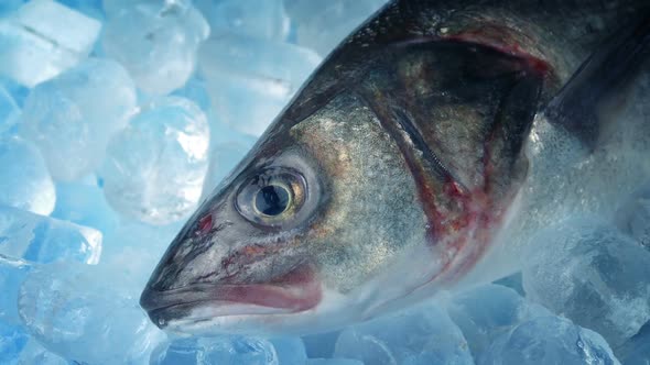 Sea Bass On Ice