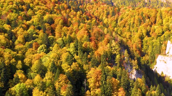Autumn mountain forest. Scenic Aerial View of Autumn Colors, Trees, Forests.