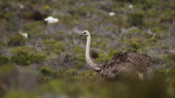 Slow Motion Close Up of Ostrich Walking through Bushes in South Africa